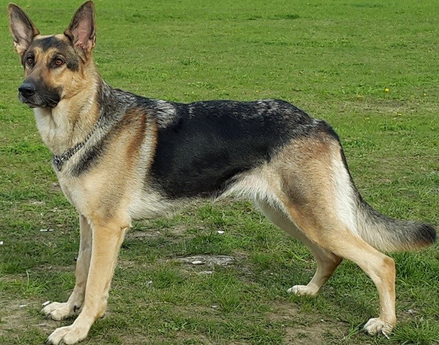 कुकुरले टोकेको नभनि चुपलागेर बस्दा गयो ज्यान